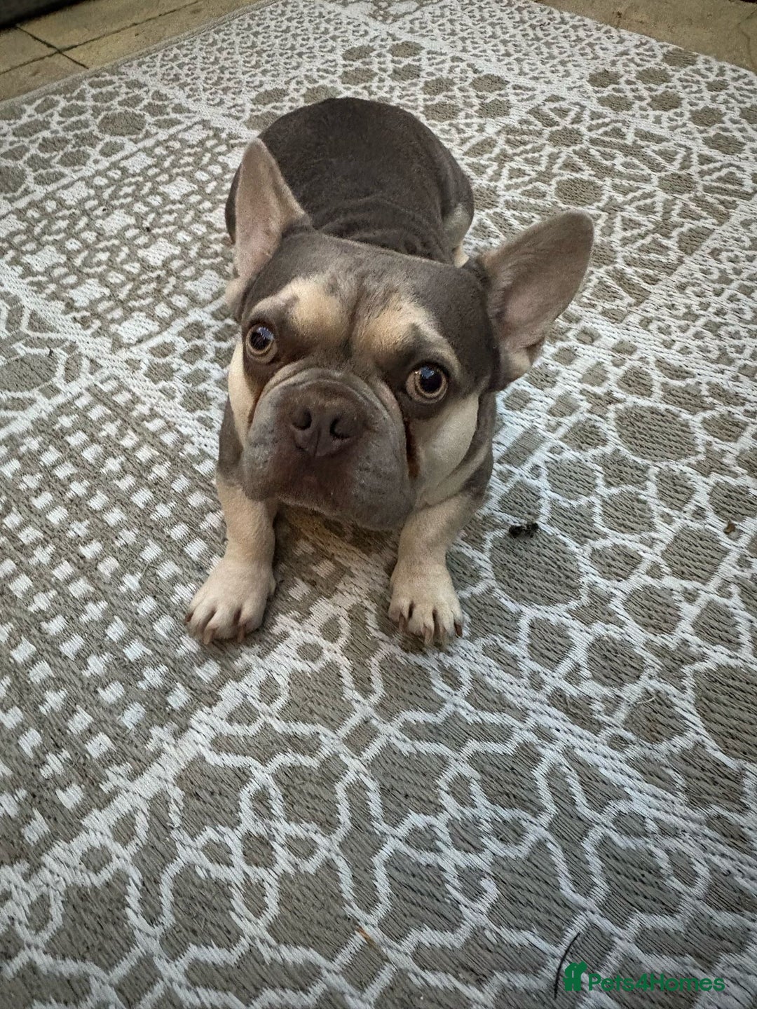 French Bulldog dogs for sale: 2 year old French bulldog male - lilac and tan  - Image 3