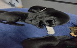 Labrador Retriever dogs for sale: Superb Active Family Dogs - Image 6