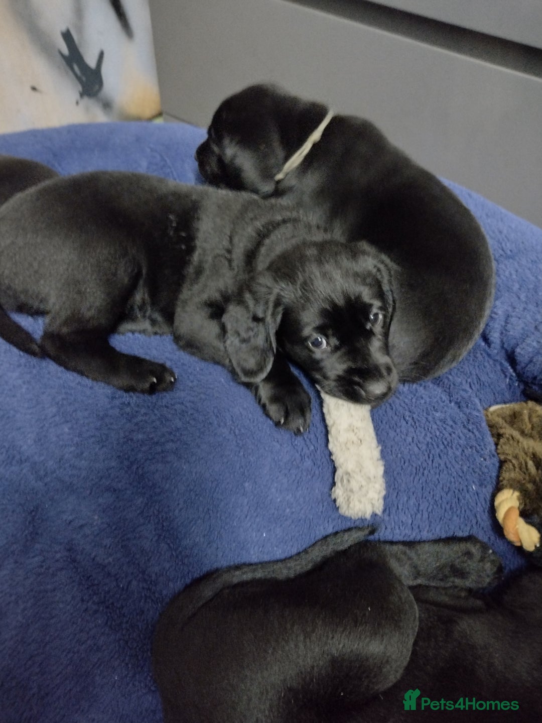 Labrador Retriever dogs for sale: Superb Active Family Dogs - Image 6