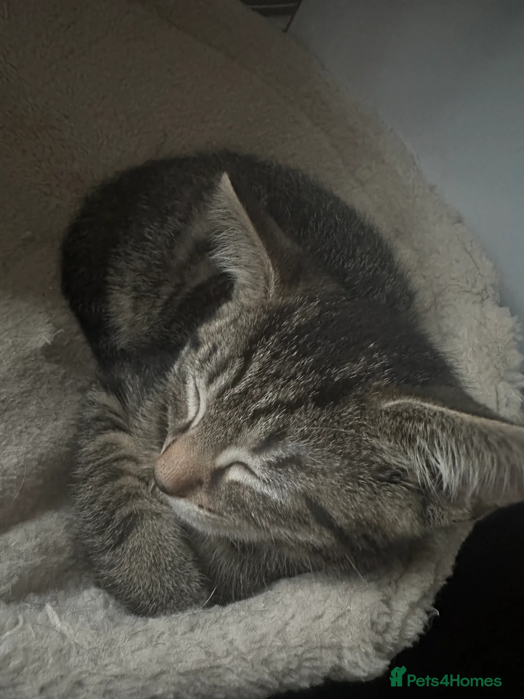 Mixed Breed cats for sale: 2 Beautiful loving kittens for sale  - Advert 6