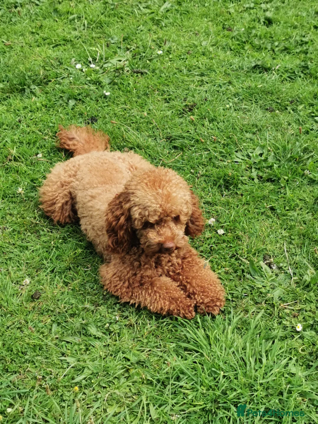 Toy Poodle dogs for stud: ☆Monty - KC Registered TOY POODLE ☆ in Lydney - Advert 14