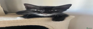 Tuxedo 