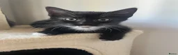 Mixed Breed cats for sale: Tuxedo and tabby kittens for new homes - Advert 6