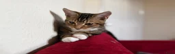 Mixed Breed cats for sale: Golden kitten for sale in London - Advert 2