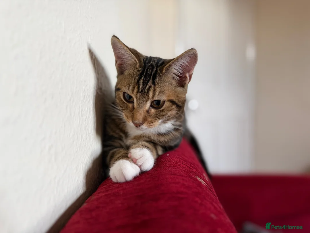 Mixed Breed cats for sale: Golden kitten for sale in London - Advert 2