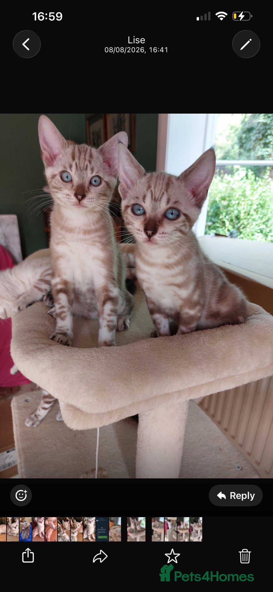 Bengal cats Rare Blue Eyes Snow Bengal Seal Lynx - Advert 17