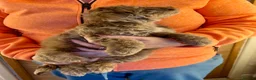 Labradoodle dogs for sale: Curly F1b Labradoodles Health tested parents  - Advert 37
