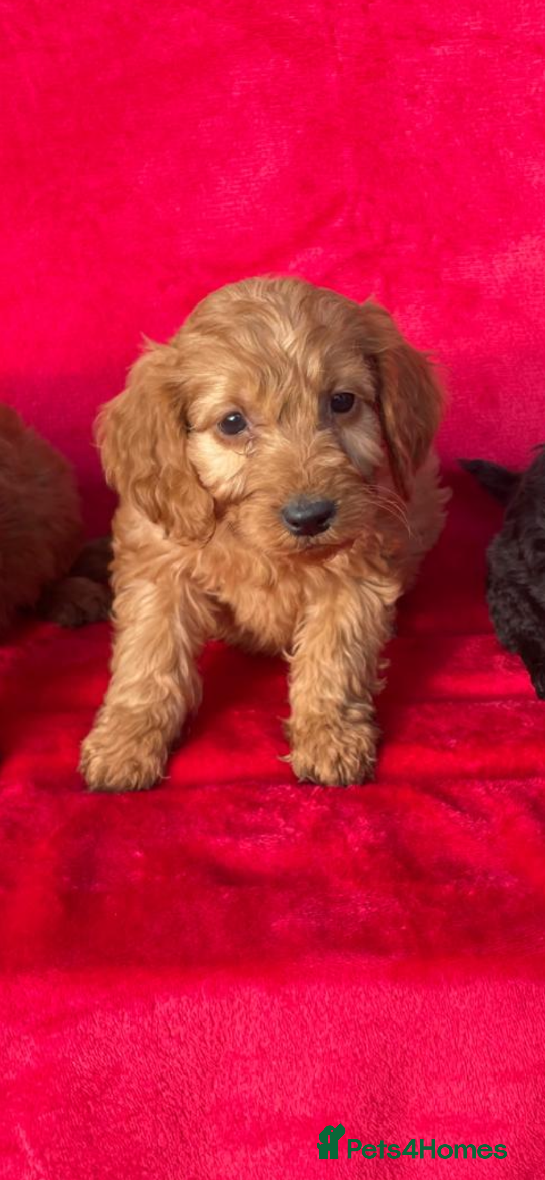 Cockapoo dogs for sale: Gorgeous cockapoo puppies - Advert 4