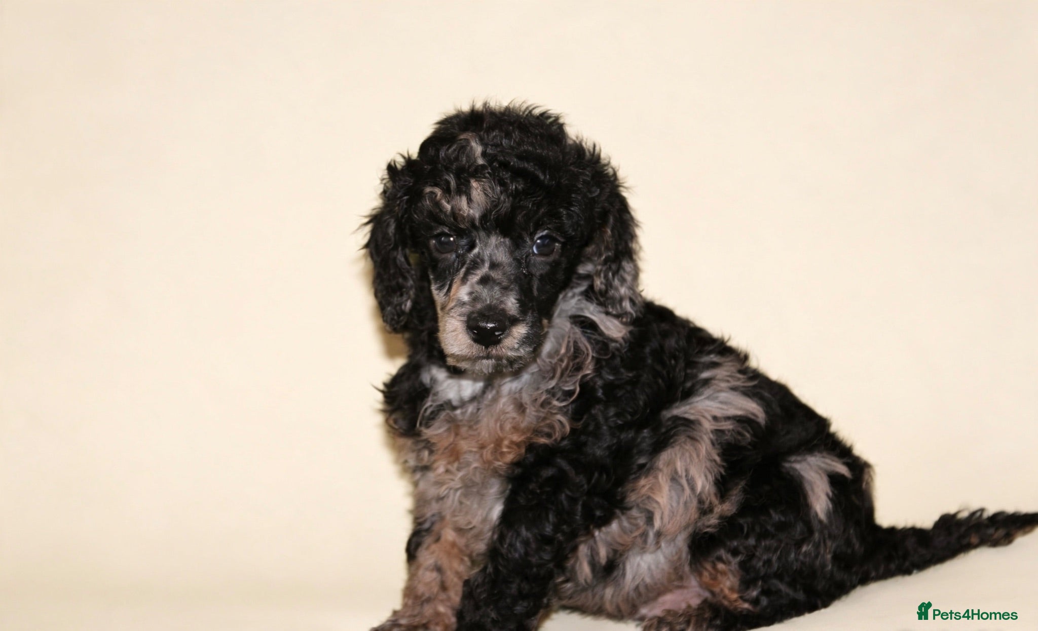Miniature Poodle dogs Beautiful miniature poodle puppies  - Advert 13