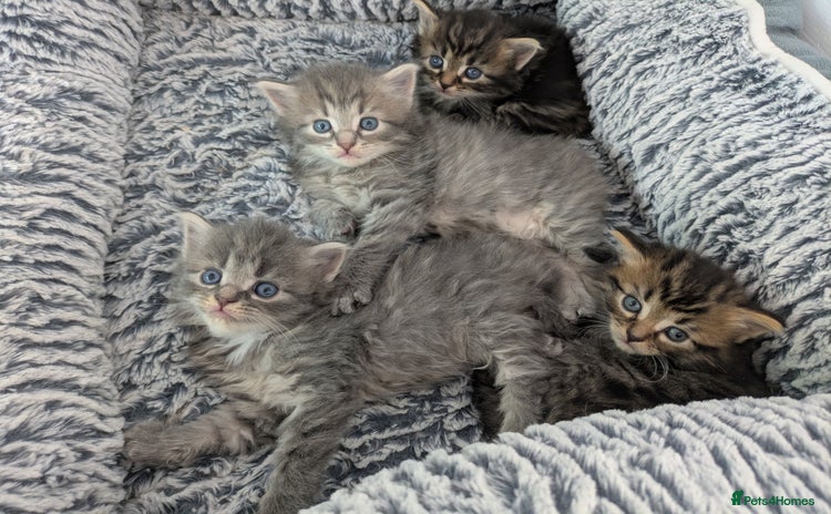 Maine Coon cats - Advert 10