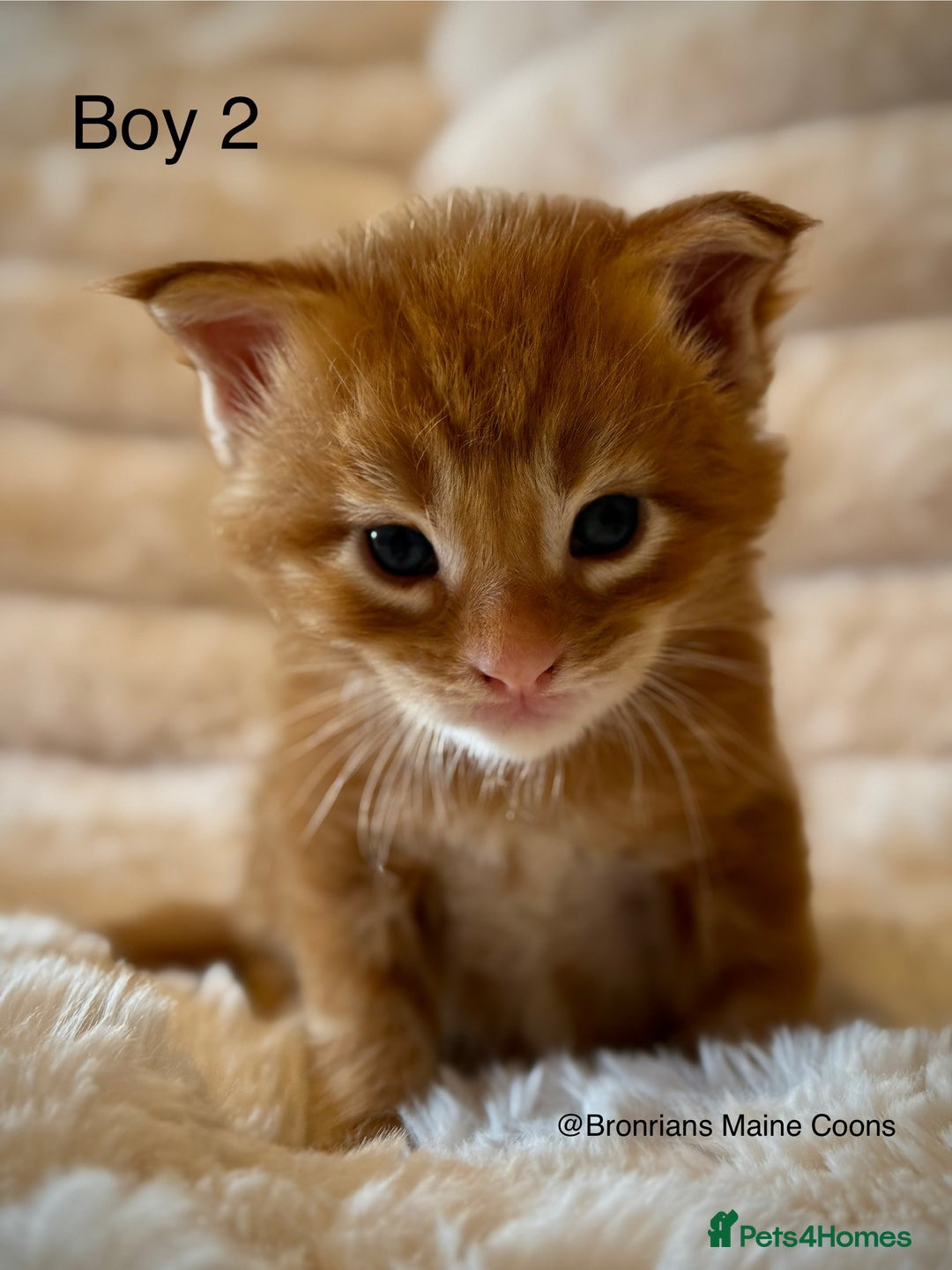 Maine Coon cats for sale: GCCF MAINE COON KITTENS (ACTIVE REG AVAILABLE) - Image 3