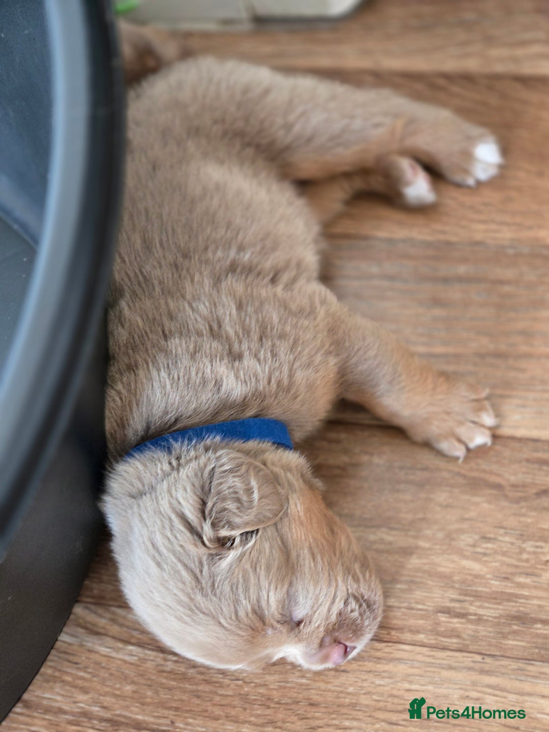 Olde English Bulldogge dogs for sale: Old english bulldoggee mammots - Image 12