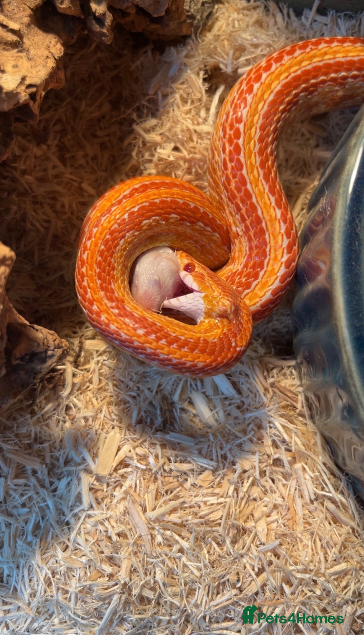 Corn Snake reptiles 2 year old female sun glow corn snake  - Advert 2