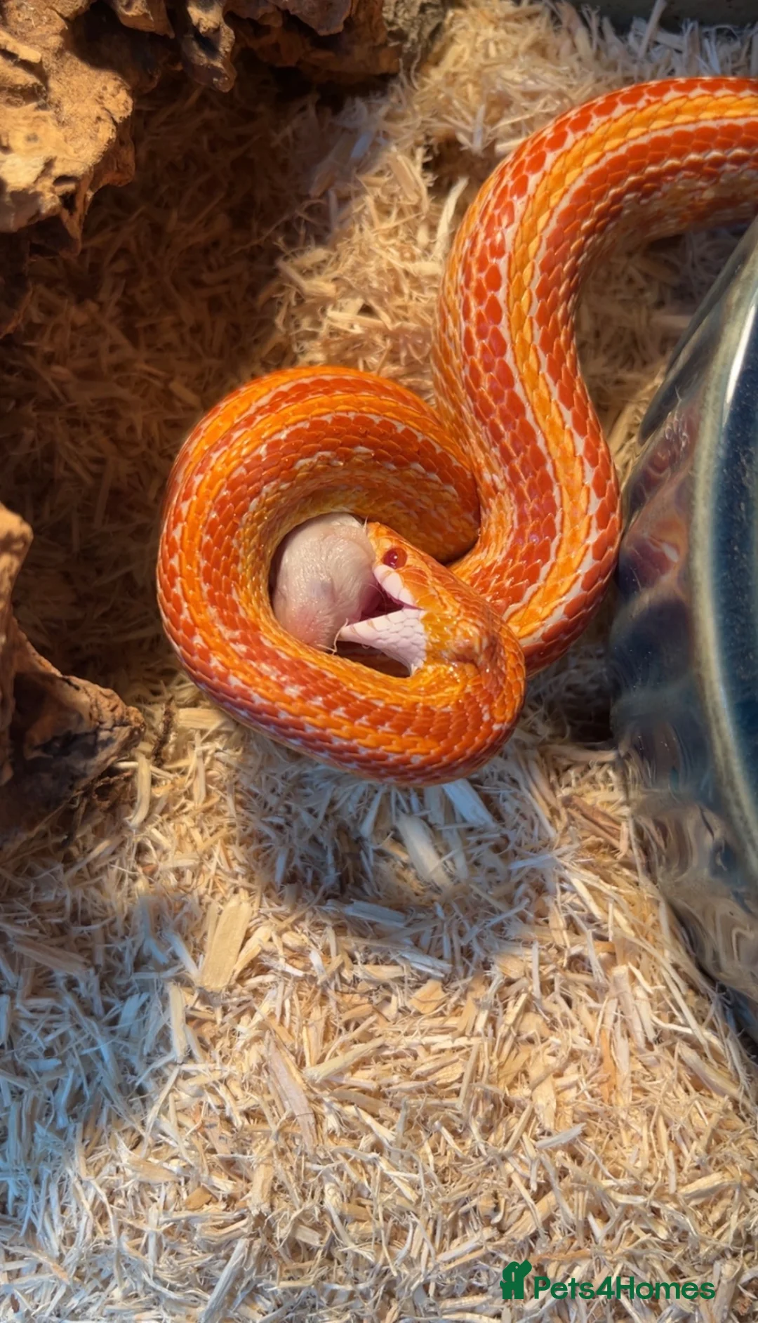 Corn Snake reptiles for sale: 2 year old female sun glow corn snake  in Winchelsea - Advert 2
