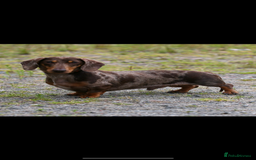 Miniature Dachshund dogs for stud: Kc Chocolate dapple stud  - Image 2