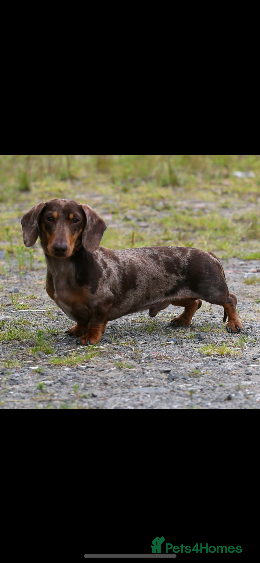 Miniature Dachshund dogs for stud: Kc Chocolate dapple stud  - Image 2