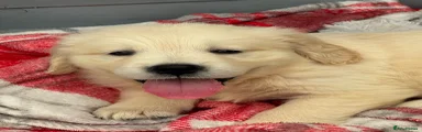Golden Retriever 1