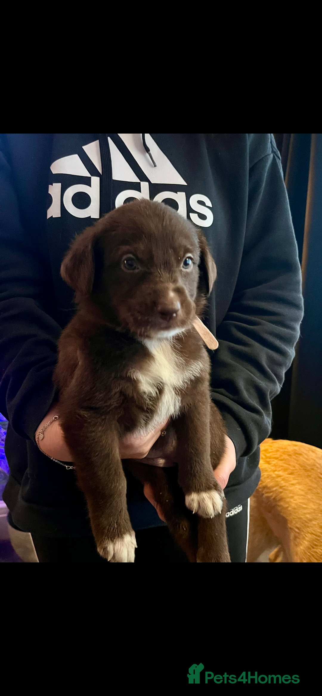 Mixed Breed dogs for sale: Belgian Shepherd x Goldador Puppies  - Advert 6