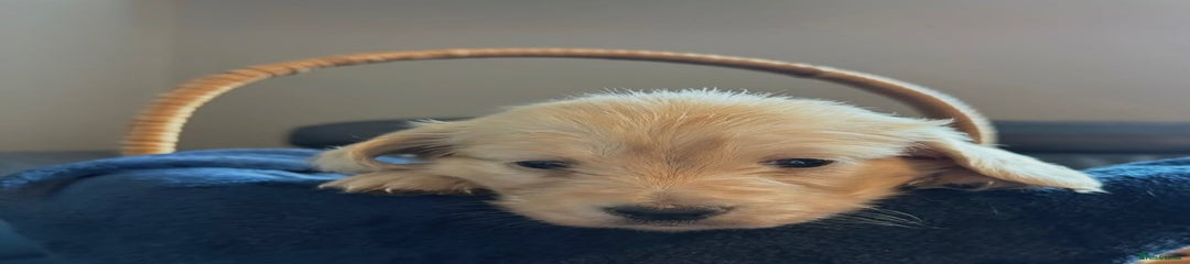 Miniature Dachshund Puppy 3