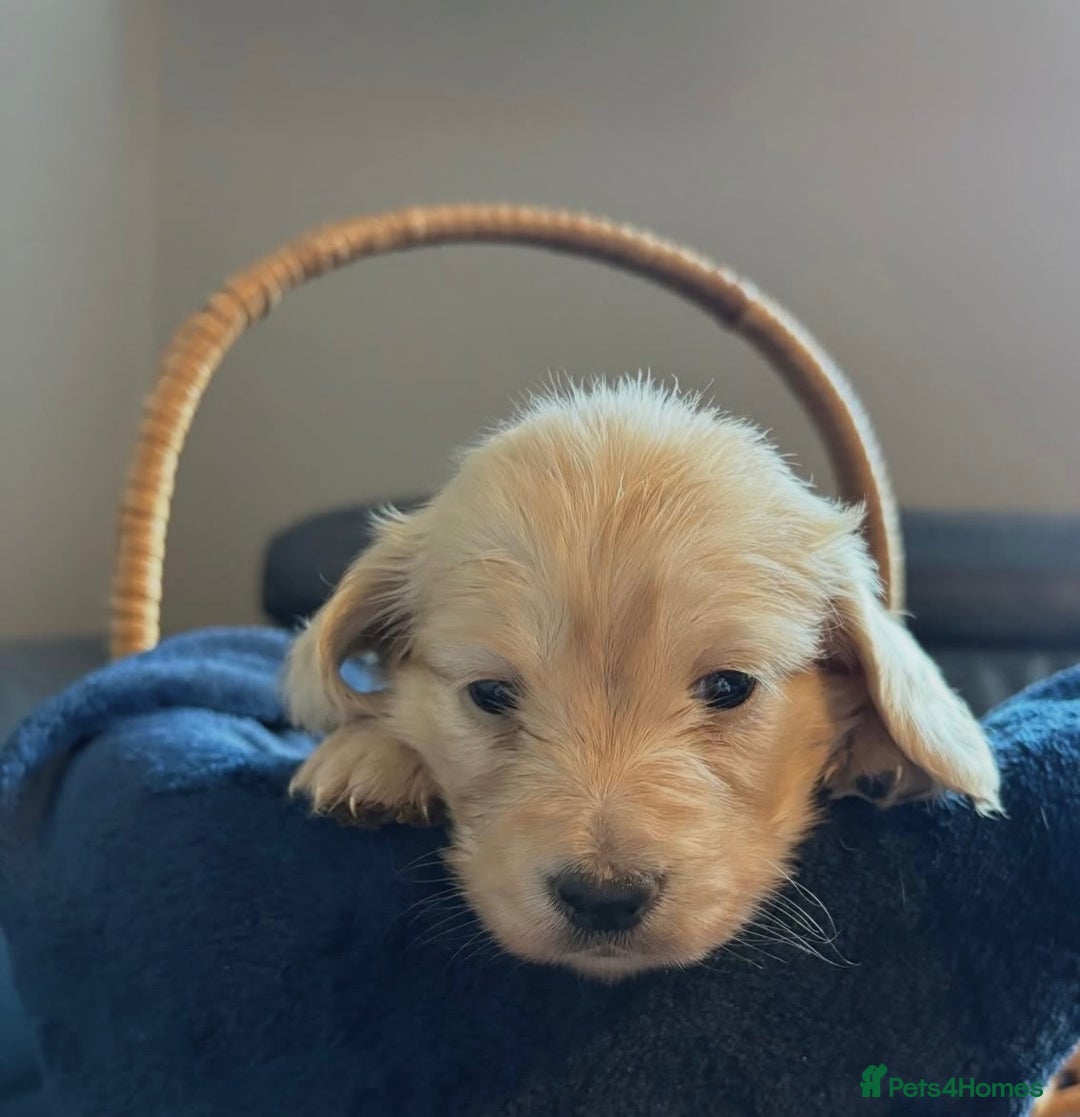 Miniature Dachshund dogs for sale: KC Cream Long Haired Miniature Dachshunds - Advert 4