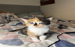 Mixed Breed cats for sale: 🐾 Adorable Litter of 5 Playful Kittens  - Image 10