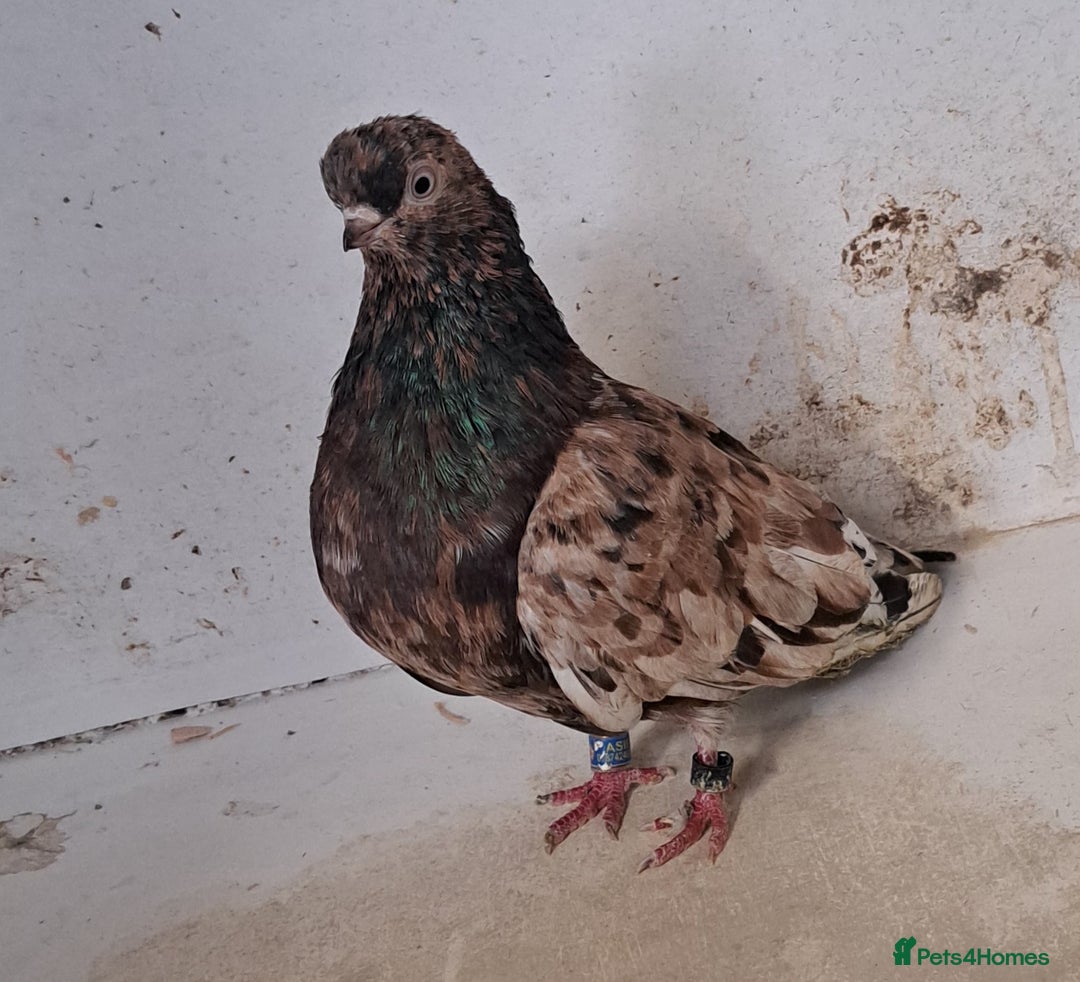 Pigeons birds for sale: 6 pairs of Almond tumblers for sale  - Advert 2