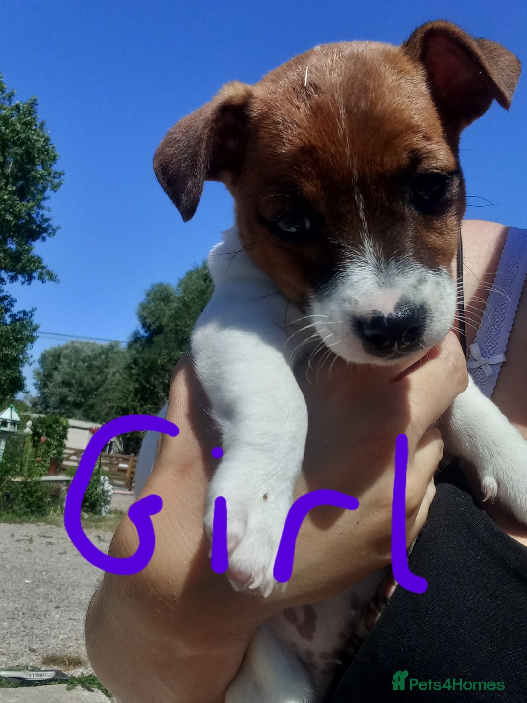 Jack Russell dogs for sale: Pure jackrussell pups ready for there forever home - Image 2