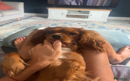 Cavalier King Charles Spaniel dogs for sale: Cavalier King Charles spaniel  - Image 7