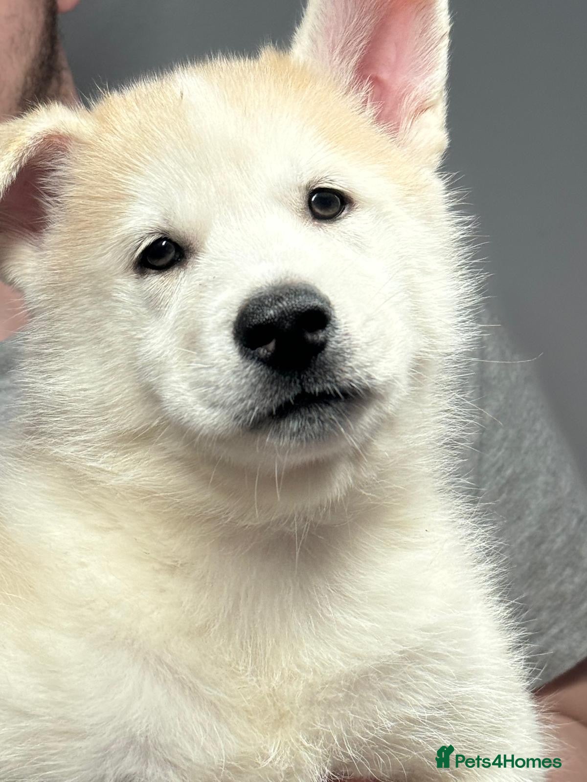 Siberian Husky dogs Siberian husky puppies  - Advert 1