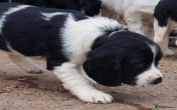 English Springer Spaniel dogs for sale: Quality Spaniel Litter at Sandaharr  - Image 21