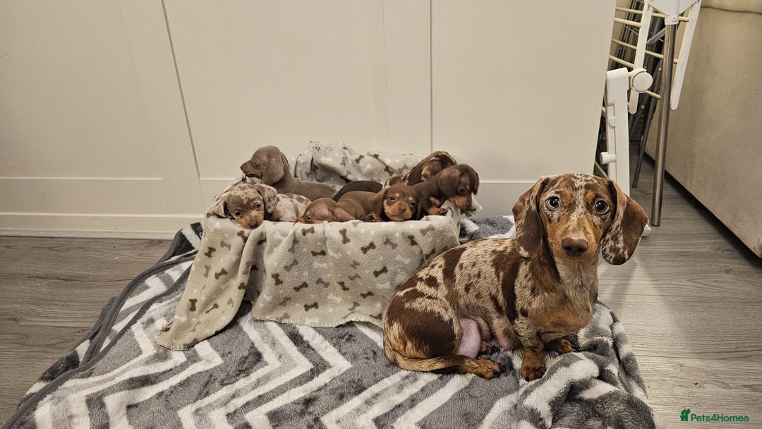 Miniature Dachshund dogs for sale: Stunning miniature dachshund puppies - Advert 6