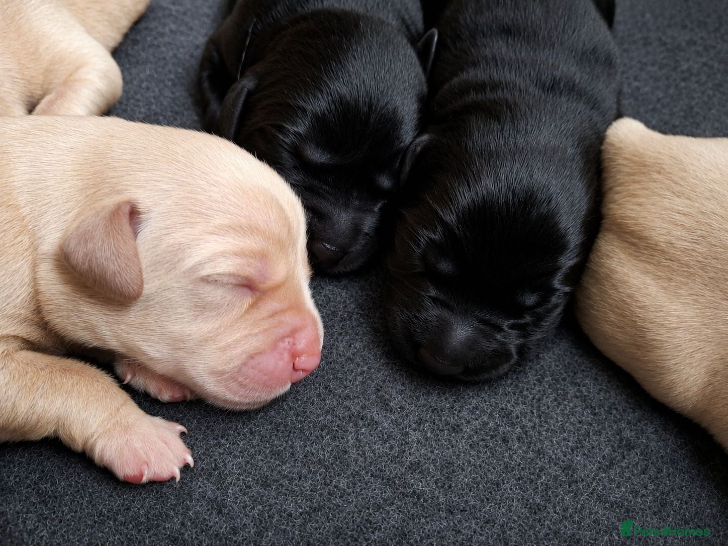 Labrador Retriever dogs 🐶 KC, DNA Clear Labrador retriever pups ⭐ - Advert 1
