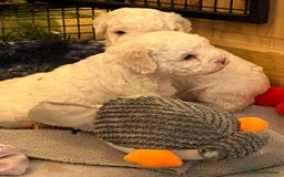 Lagotto Romagnolo dogs for sale: Beautiful KC Lagotto Romagnolo  Puppies available  - Image 1