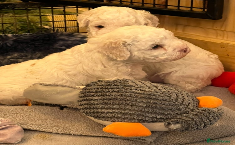 Lagotto Romagnolo dogs - Advert 1