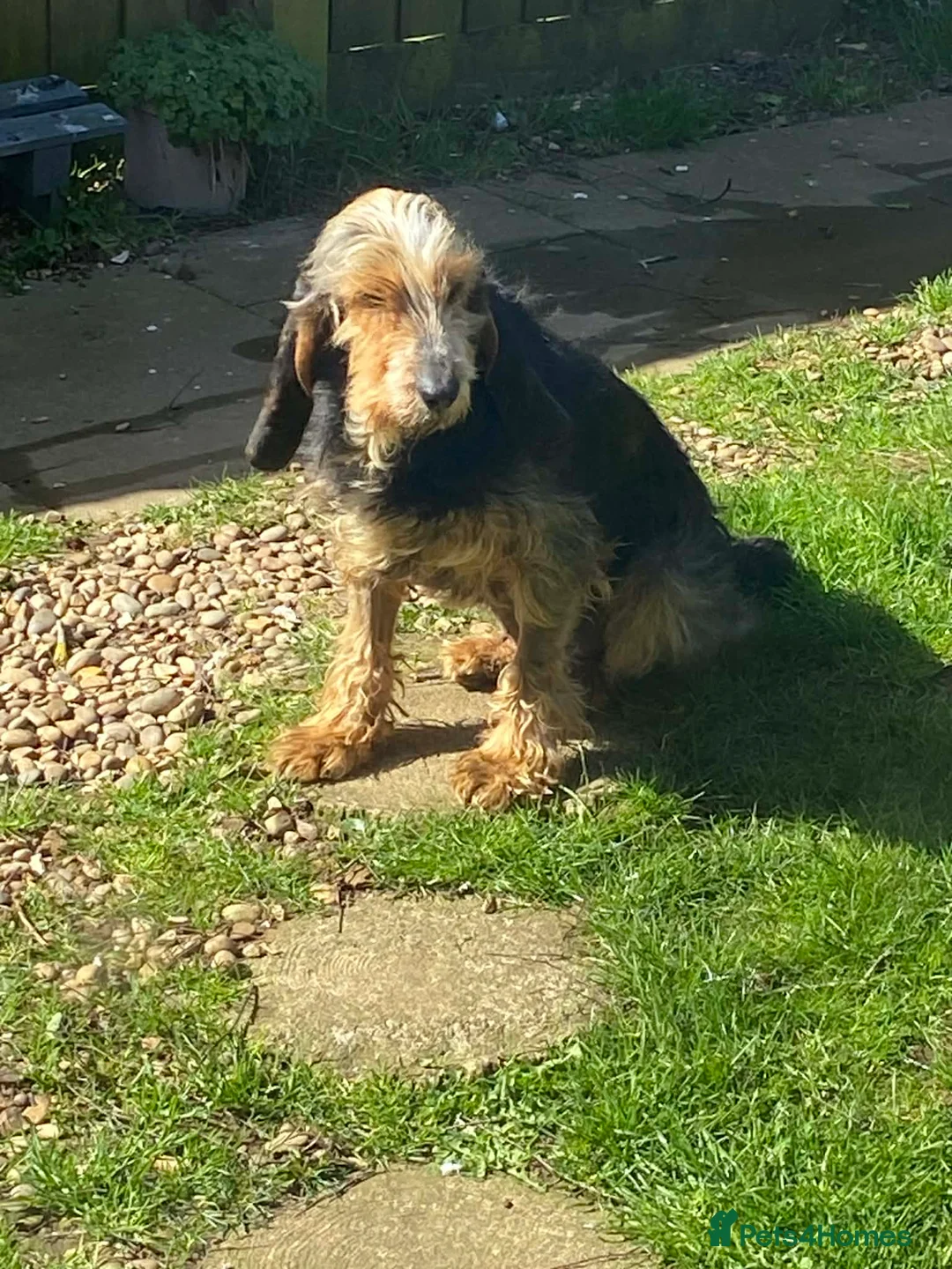 Mixed Breed dogs for adoption: Millie - lovely Griffon for adoption in Northampton - Advert 7