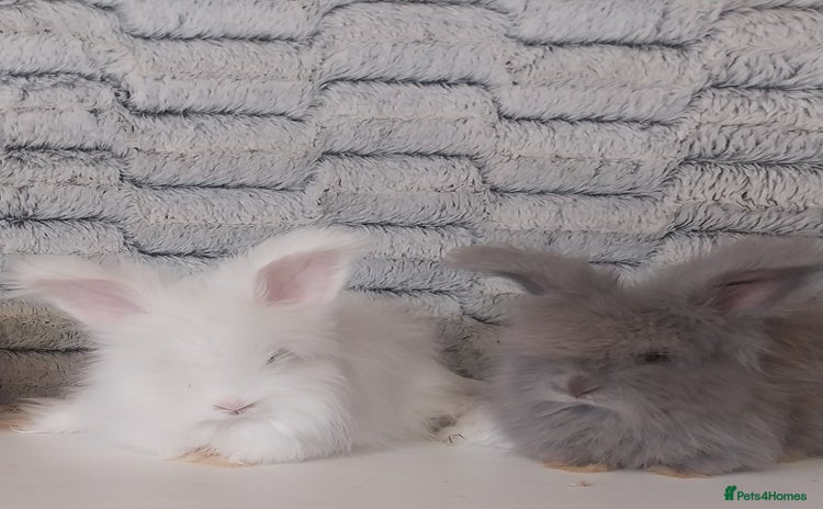 Angora rabbits for sale - Advert 1