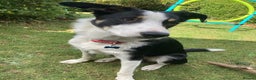 Border Collie dogs for sale: Border collie 11 months old trained - Advert 6
