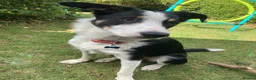 Border Collie dogs for sale: Border collie 1 yr old trained - Advert 5
