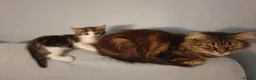 Mixed Breed cats for sale: Beautiful Male Kitten - Advert 8