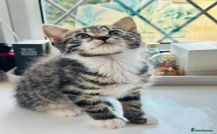 Norwegian Forest Cat cats - Advert 1