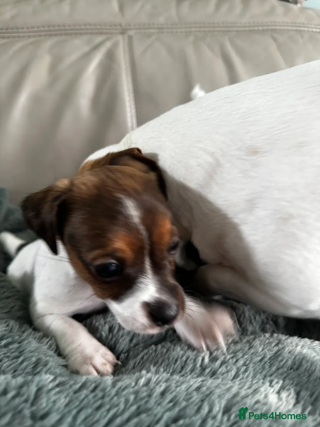 Jack Russell dogs for sale: Beautiful Miniature Jack Russell’s  - Advert 2
