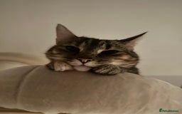 Domestic Shorthair cats for sale: Olive and Aggie  - Image 5