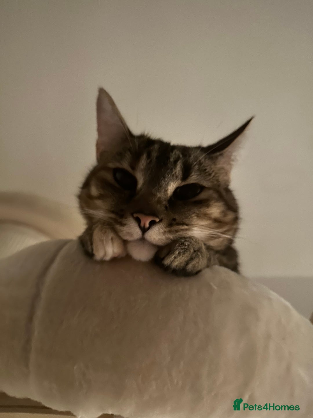 Domestic Shorthair cats for sale: Olive and Aggie  - Image 5