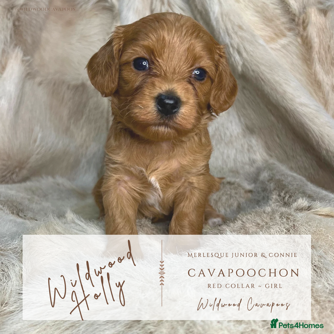Cavapoochon dogs for sale: 5 ⭐️ LICENSED BREEDER HEALTH TESTED CAVAPOOCHONS - Advert 5