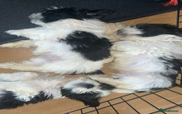 Shih Tzu dogs for sale: Shih Tzu Puppies - Image 26