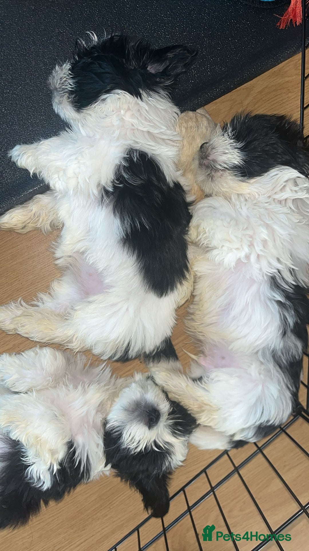 Shih Tzu dogs for sale: Shih Tzu Puppies - Image 26