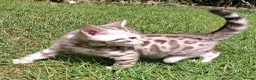 Bengal cats for sale: Stunning snow/silver Bengal kittens - Advert 13