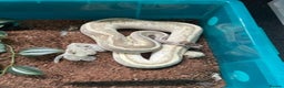 Python Snake reptiles for sale: Royals and herpxotic rack for sale - Advert 3