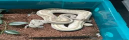 Python Snake reptiles for sale: Final 2 royals available  - Advert 1