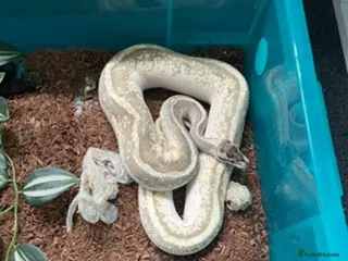 Python Snake reptiles Final 2 royals available - Advert 3